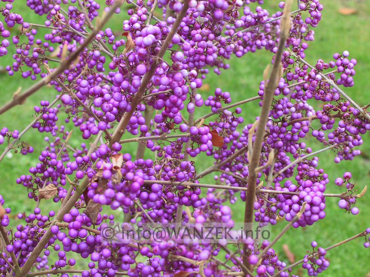 Callicarpa bodinieri Profusion Beeren2.JPG